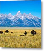 Field Of Bison With Mountains Metal Print