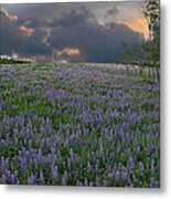 Field Of Lupine Metal Print