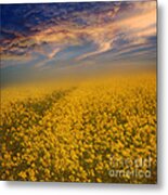 Field Of Rapeseed Metal Print