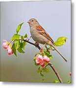 Field Sparrow On Apple Blossoms Metal Print