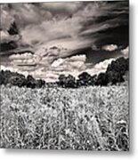 Fields Of Gold And Clouds Metal Print