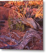 Fiery Furnace Juniper Metal Print