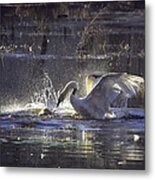 Fighting Swans Boxley Mill Pond Metal Print