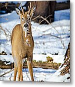 Finding Leaves Metal Print