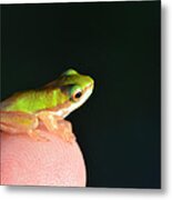 Finger Tip Baby Frog Metal Print