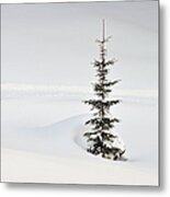Fir Tree And Lots Of Snow In Winter Kleinwalsertal Austria Metal Print