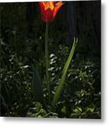 Fire In The Forest Metal Print