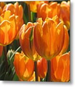 First Tulip Of Spring Metal Print