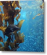 Fish Hiding In Kelp On The Ocean Floor 5d24849 Metal Print