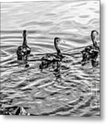 Five Little Ducks-bw Metal Print