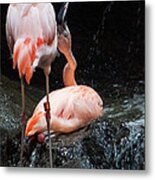 Flamingo Love Metal Print