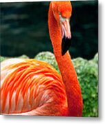 Flamingo Posing Metal Print