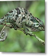 Flap-necked Chameleon Female Tanzania Metal Print