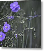 Flax And A Dragonfly Metal Print