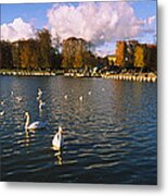 Flock Of Swans Swimming In A Lake Metal Print