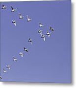 Flock Of Tundra Swans In Flight Metal Print