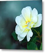 Apple Blossom Time Metal Print