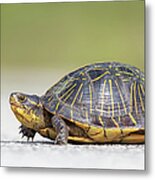 Florida Box Turtle Metal Print