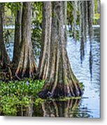 Florida Cypress Trees Metal Print