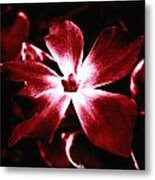 Flower 1 Metal Print