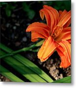 Flower In Backyard Metal Print