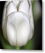 Flower Of Bunny Metal Print