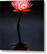 Flower - Water Lily - Nymphaea Jack Wood - Reflection Metal Print