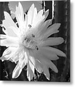 Flowering Cactus 5 Bw Metal Print