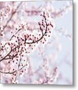 Flowering Tree In Spring Metal Print