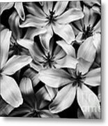 Tulipa Turkestanica In Black-and-white Metal Print