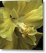 Flowing Petals Of The Chinese Hibiscus Metal Print