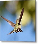 Fly Away With Me Metal Print