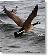 Fly Like A Bird - Taken Yesterday With Metal Print