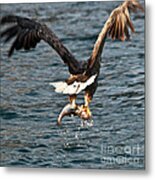 Flying European Sea Eagle 3 Metal Print