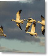 Flying Geese Metal Print