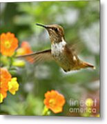 Flying Scintillant Hummingbird Metal Print