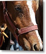 Foal Metal Print