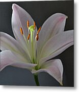 Focus On Lily. Metal Print