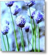 Focus On One Chive With Border Metal Print