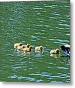 Following The Leader In Golden Gate Park Metal Print