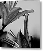 For The Love Of Lillies Bw Metal Print