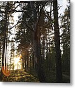 Forest And Lake At Sunset - Available For Licensing Metal Print