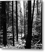 Forest Black And White 13 Metal Print