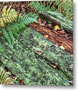 Forest Floor Moss And Ferns Metal Print