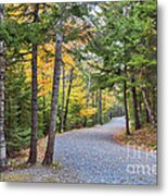 Forest Path Autumn Acadia National Park Metal Print