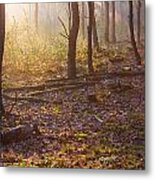 Forest Sunlight Metal Print