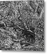 Forest View Metal Print