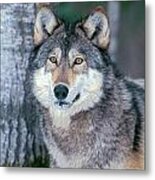 Forest Wolf Metal Print