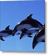 Four Bottle-nosed Dolphins Tursiops Metal Print
