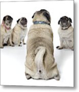 Four Old Pugs Sitting Together On White Metal Print